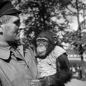 A zookeeper with chimpanzees, Germany 1930s, A zookeeper with chimpanzees, Germany 1930s,